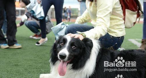 进行 科学的训练,训狗的口令及手势图解一些常见的训狗口令和手势图解