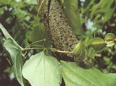 刺萆薢的功效和作用是什么