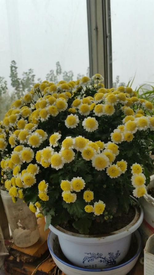 这是什么菊花?能泡茶吗?