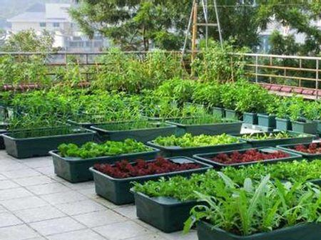 阳台种菜 阳台种菜diy 阳台花园 楼顶种菜