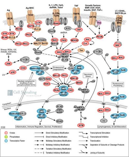 nf-kappab细胞信号传导通路