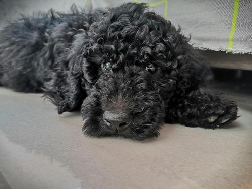 北京昌平 黑色公巨贵崽崽 价格800 自取