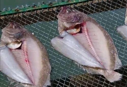 大地鱼的几种做法,独家揭秘