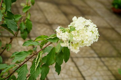 木本绣球树几年能开花