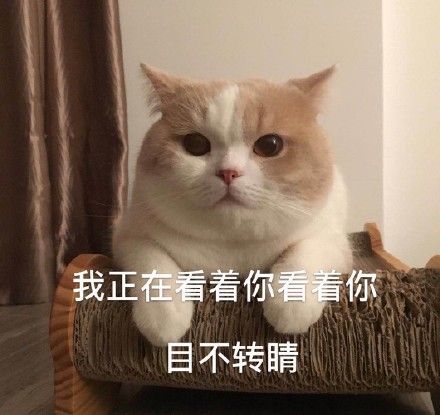 快上车熊猫头吃鸡表情包快上车熊猫表情
