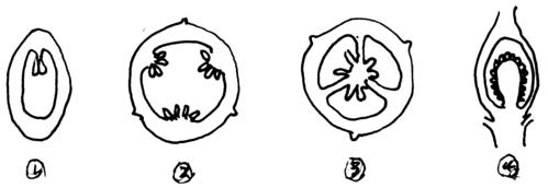 黄瓜和番茄的胎座分别是(   ). a.①②      b.②③ c.③④      d.