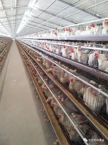 她己在全球广泛饲养,是德国罗曼公司的拳头鸡种,罗曼灰兼容了罗曼粉