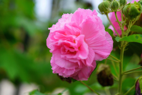 芙蓉是木芙蓉,荷花是水芙蓉