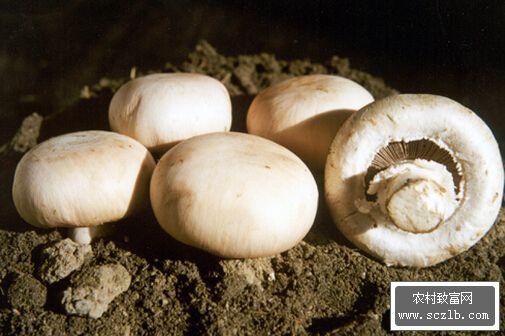 双孢菇种植技术,口蘑工厂化栽培方法