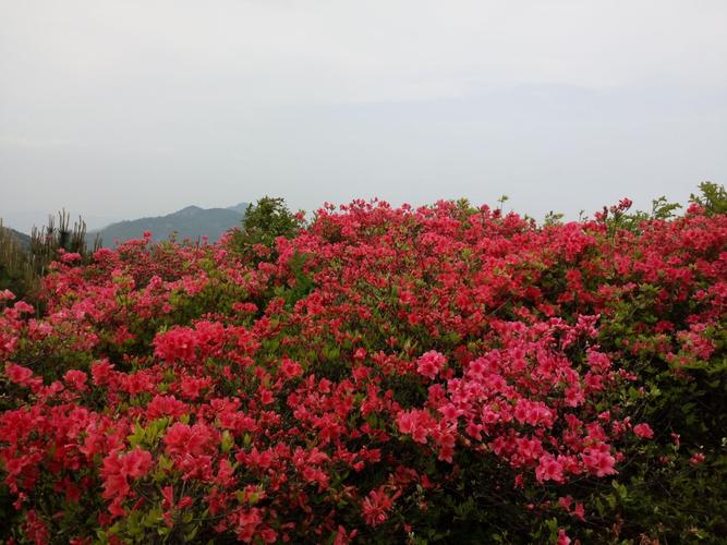 大雷山杜鹃花正灿烂