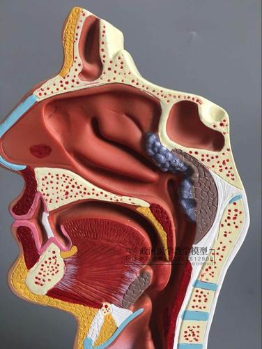 头部解剖模型 口鼻咽喉内侧面血管神经模型 人体鼻腔口腔咽喉解剖