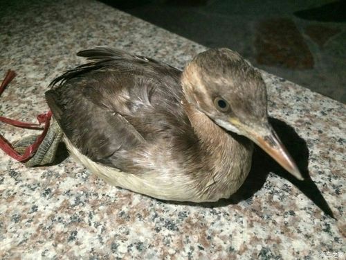 尖嘴,鸭脚,带腥味,应该不是水鸭