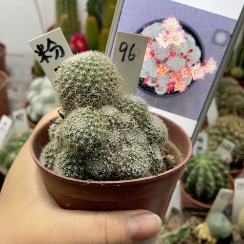 粉蝶多肉植物