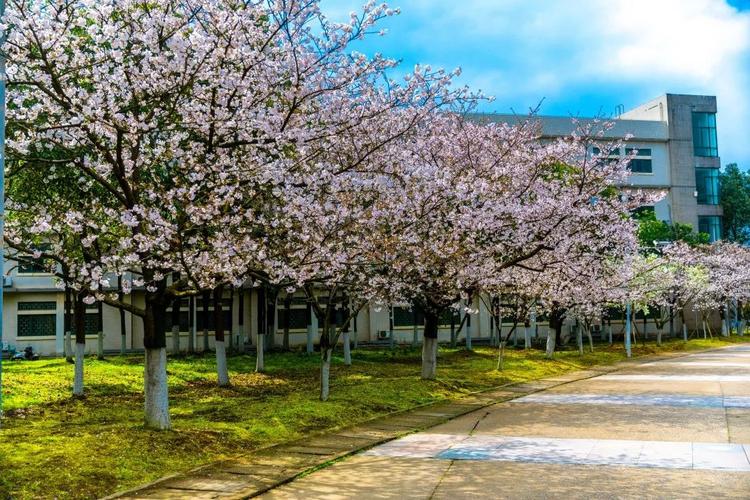 春日烂漫,共赴樱花之约_湖北经济学院法商学院_零二七