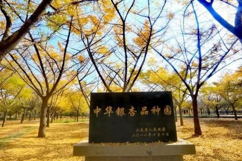 这里是郯城——郯子故里※银杏之乡,又现那抹"郯城黄"