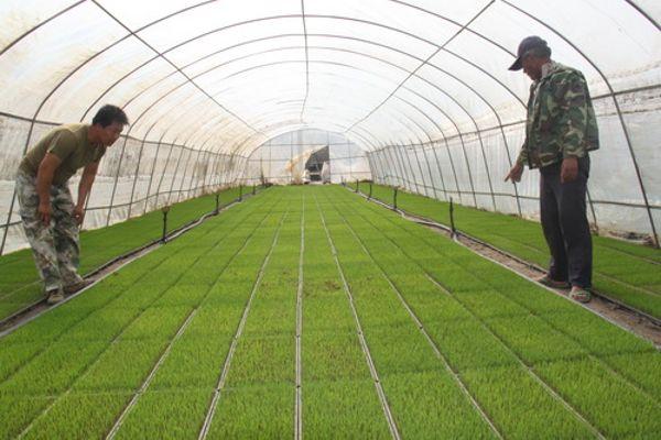 近日,在永康镇永康村举办的水稻机械工厂化育秧现场,县农业局副局长沈