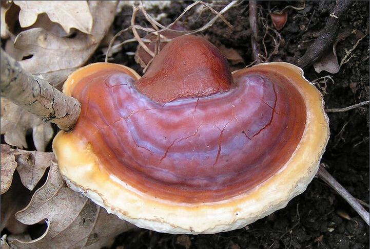 榆树干上生长出的类似于平菇的菌类植物是否属于灵芝类?