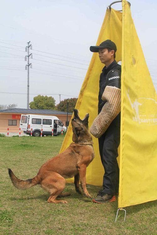 辽阳宠物训练价格,救护犬训练