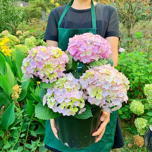 购客虹越年度植物广州直发易多梦幻绣球 绣球 无尽夏 带花苞绣球_易购