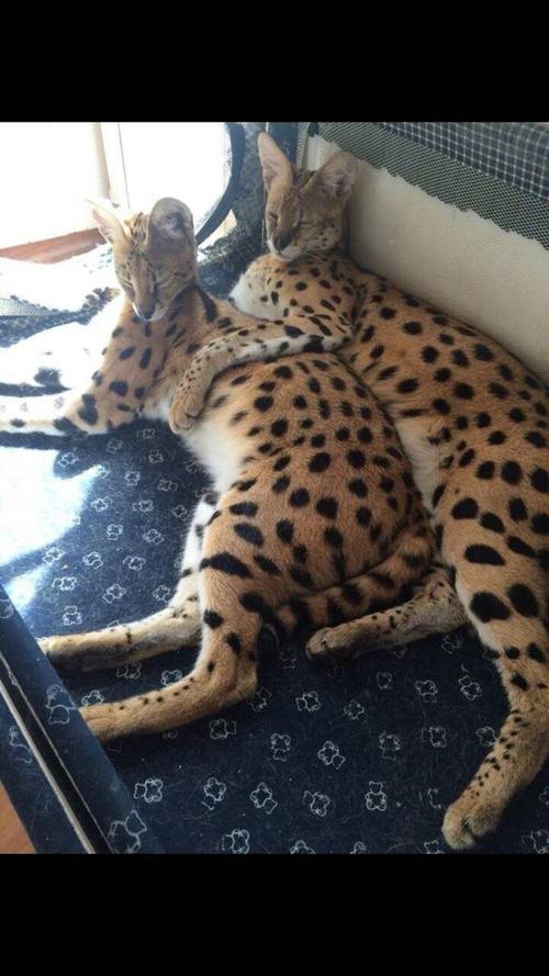 稀有品种 薮猫成猫幼崽销售