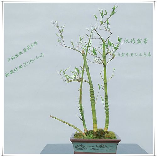 包邮佛肚竹盆栽大型绿植佛肚竹子佛肚竹盆景植物罗汉竹盆栽竹子