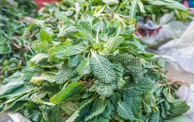 农村这种野草很像蛤蟆皮农民叫它蟾蜍草嚼两片叶子能治感冒