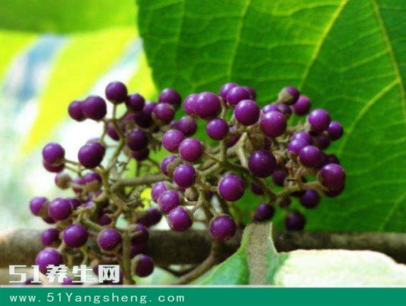 首页 健康百科 这种树叫"老鸦糊"是马鞭草科紫珠属的植物,是中国的特