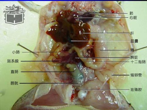 实验七 青蛙的外形及内部解剖ppt