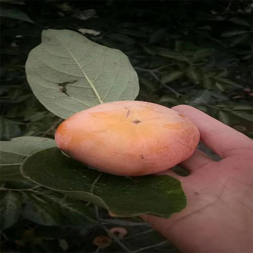 出售品种多样紫玉柿子苗 批发根系发达黑柿子苗