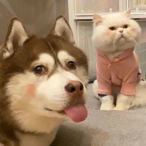 有没有带狗狗的情侣头像?或者其他好的情头.