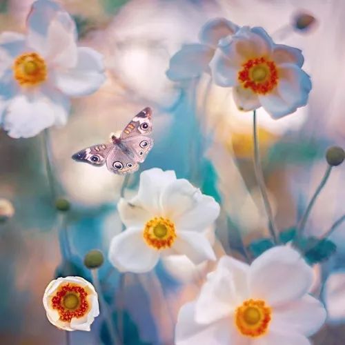 微信头像适合中年女