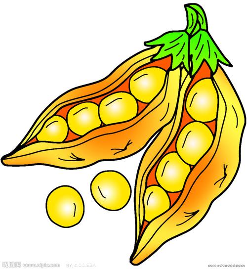 黄豆夹图片