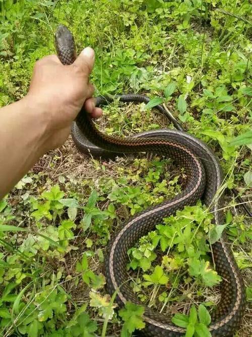 到山上碰到一条乌梢蛇,漂亮吧?