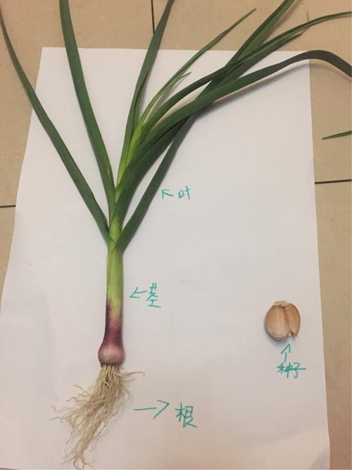 大蒜的结构图(根,茎,叶,种子,花)