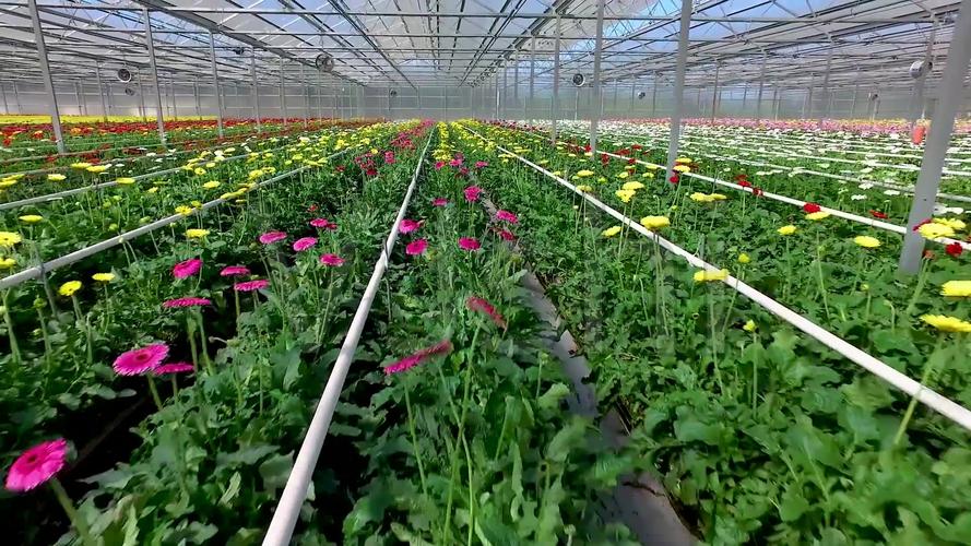 大棚花卉花卉种植花卉基地_1920x1080_高清视频素材