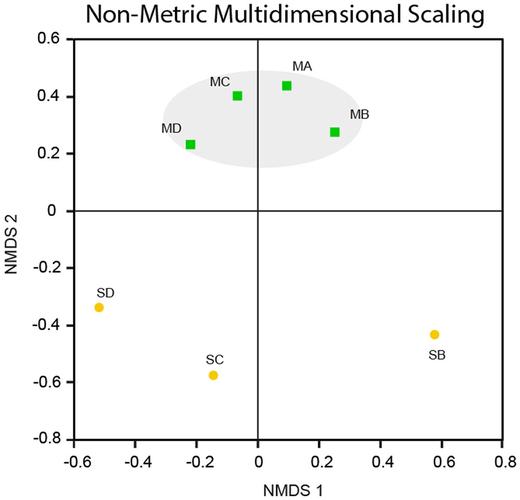 of stony meteorites: substrate controls on first colonizers
