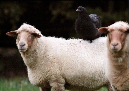 高清:羊与鸡的"七年之恋"