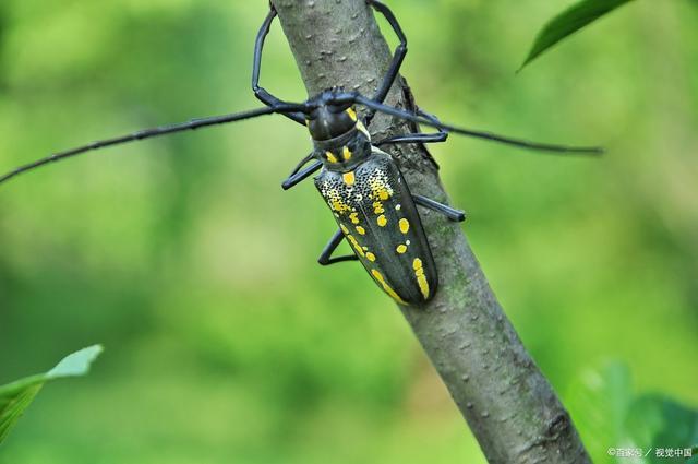 盘点农村常见的小动物,力大如牛,会"嘤嘤嘤"的害虫,天牛