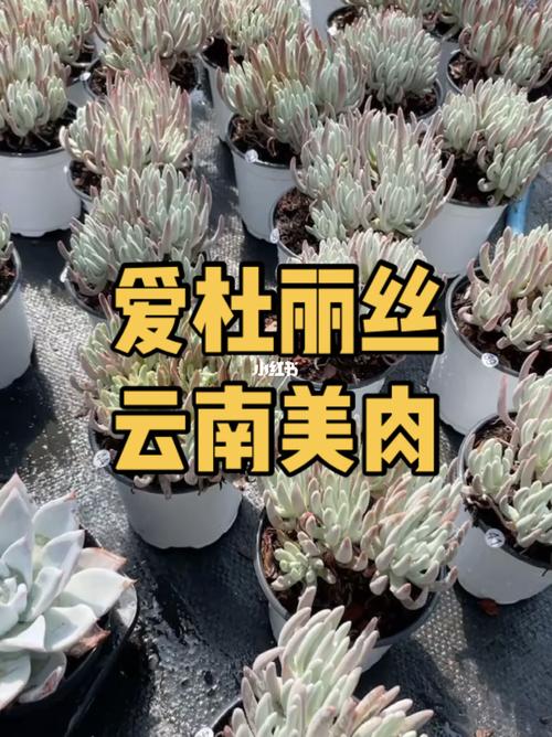 云南美肉 爱杜丽丝 多肉植物_多肉植物_家居家装_家居