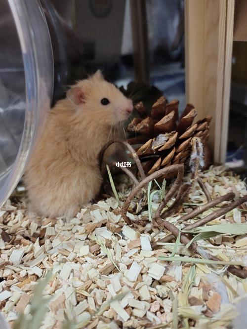 金丝熊日常行为_金丝熊_宠物_我家宠物好可爱_宠物