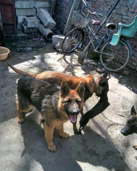 的马犬再有二十二天就生了(母)