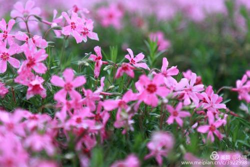 姹紫嫣红芝樱花