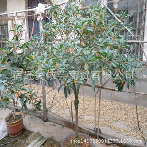 苗圃直销 精品桂花树苗 规格齐全 银桂又叫银桂花树苗 .