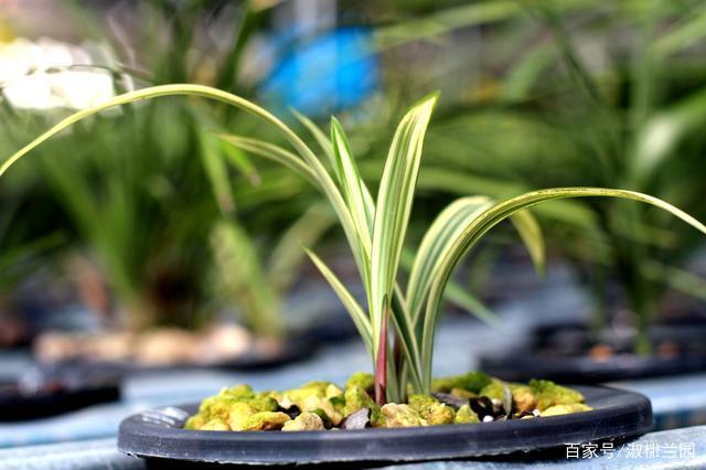 兰花欣赏建兰珍品峨嵋雪线艺完美色泽典雅