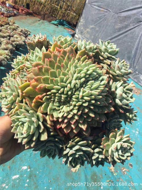 156精品大棚直销多肉品种 拉霍亚爪手捧花冠幅25cm多肉群生植物