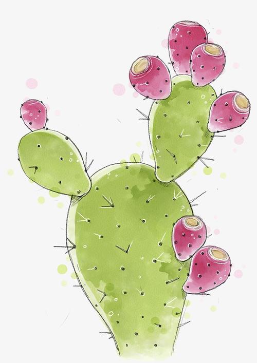 仙人掌手绘