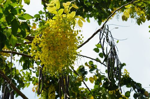 闽江公园北园波斯皂荚