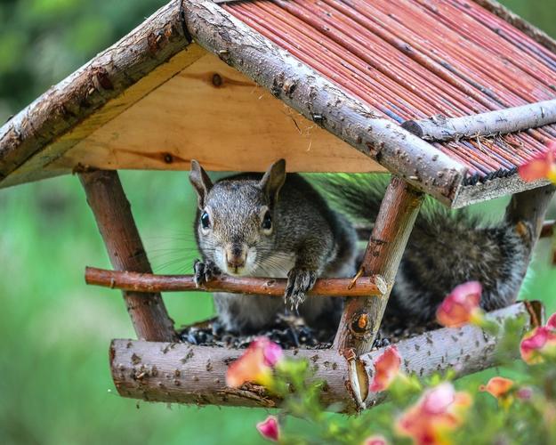 松鼠与它的房子 640x1136 iphone 5/5s/5c/se 壁纸