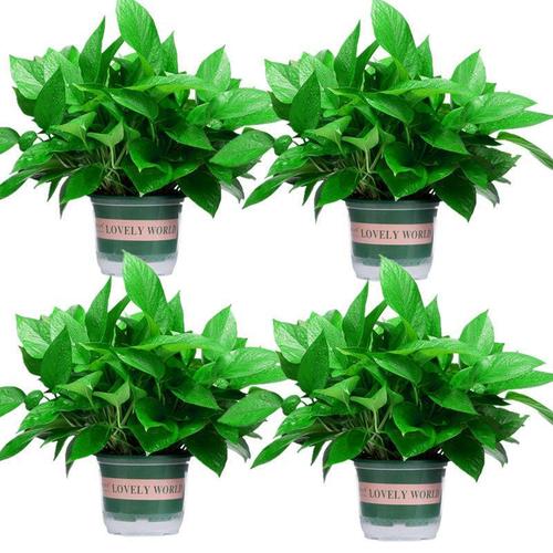 绿萝盆栽室内植物吸甲醛进化空气水培绿植懒人长藤大绿箩花卉批发视频