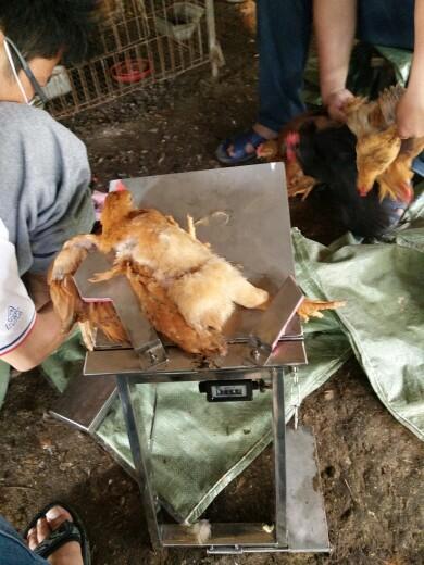 阉鸡工具 阉鸡手术台